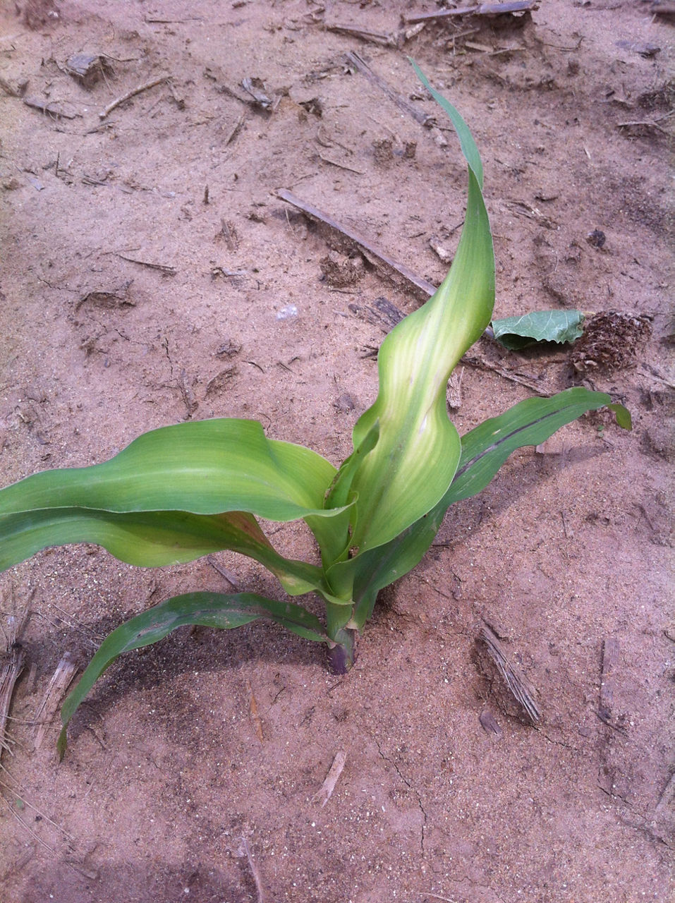 Corn Zinc Deficiency 