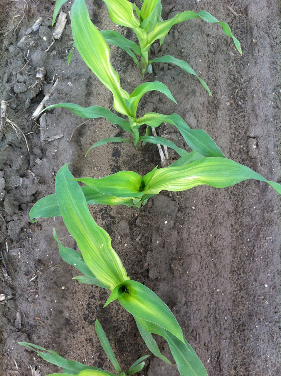 Characteristic zinc deficiency with youngest leaves showing whitish bands or stripes starting at the whorl and moving toward the tip