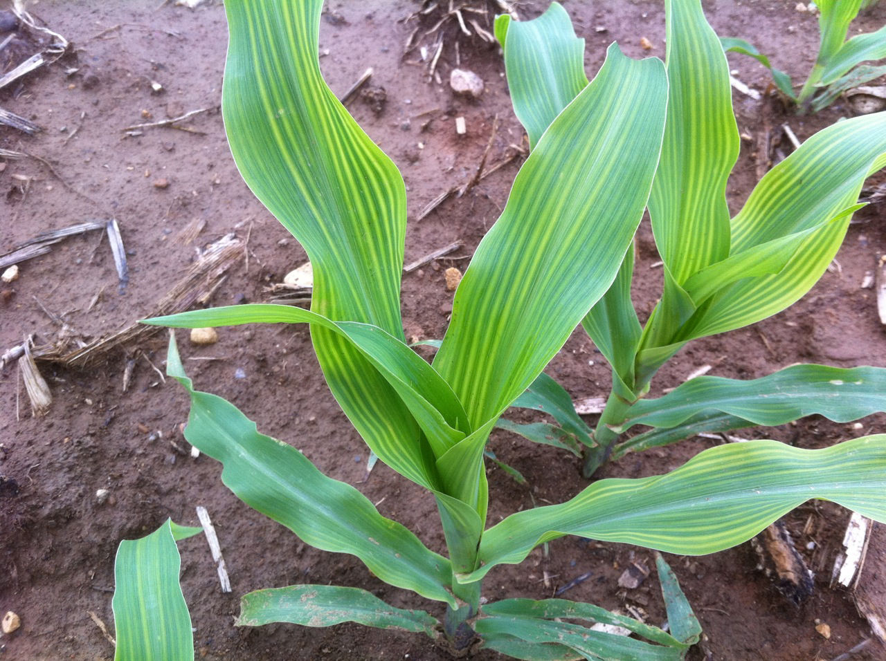 Interveinal striping characteristic of a sulfur deficiency. 