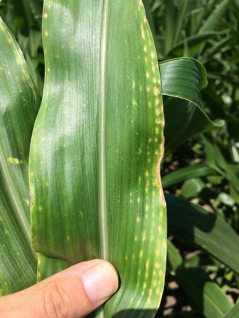 Early symptoms of magnesium deficiency. Necrotic spots appear between the veins.