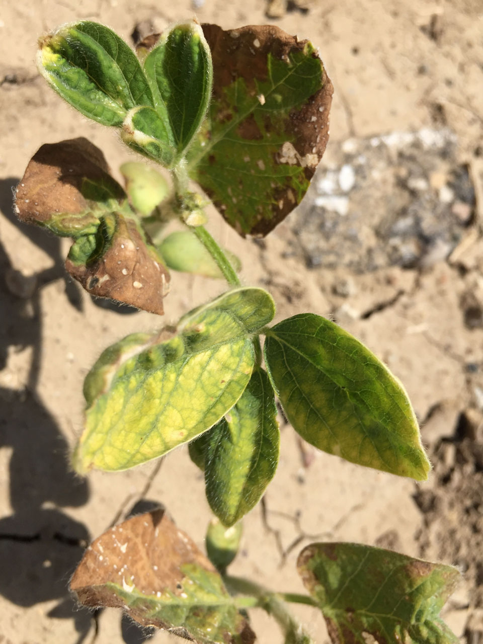 Mesotrione injury to susceptible soybean plants. 
