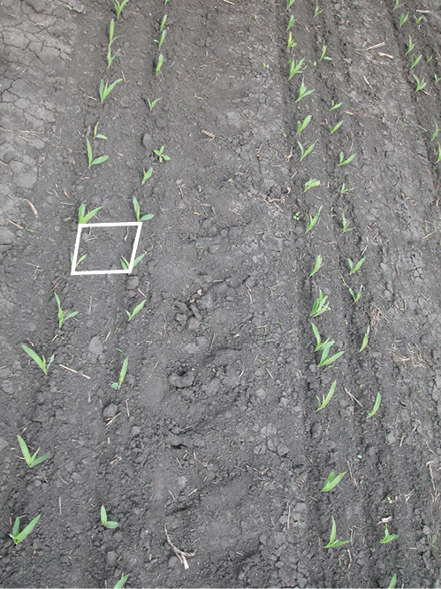 Figure 1. Plants spaced with twin row planting are theorized to give greater plant spacing without needing a different corn header.   