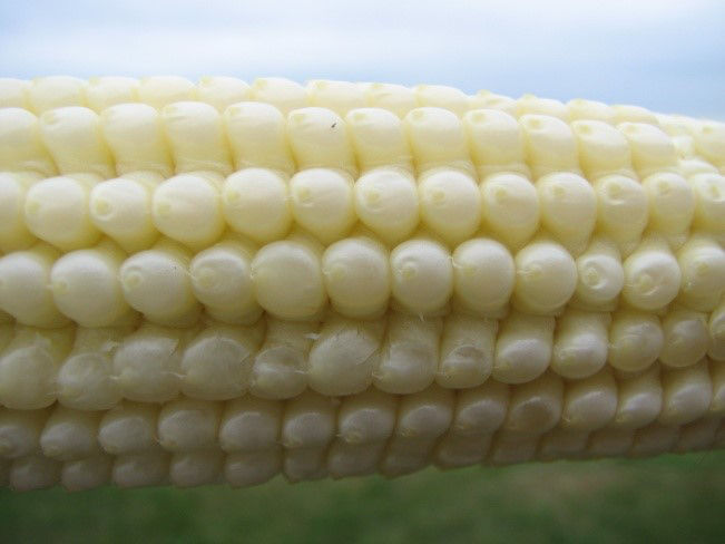 Kernels in the blister stage (R2). 