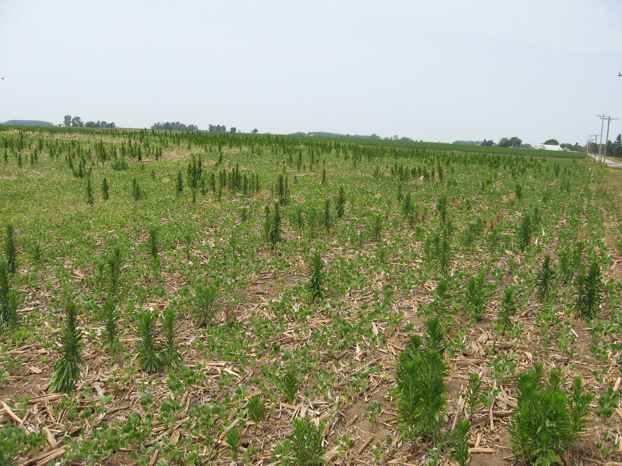 Figure 1. Marestail (horseweed) in soybean field.