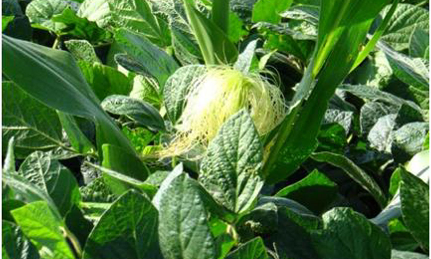 Managing Volunteer Corn In Soybeans