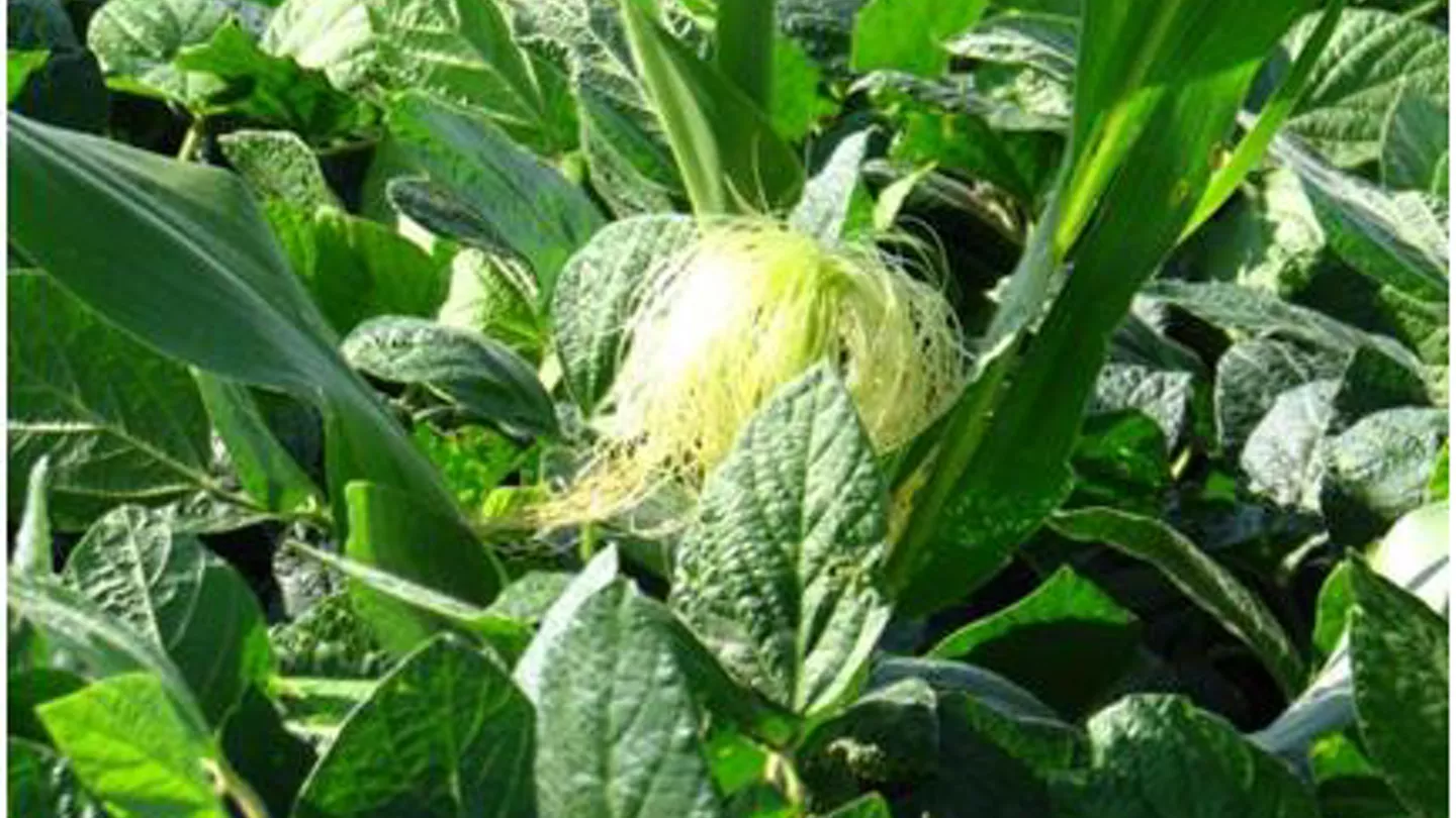 Managing Volunteer Corn In Soybeans