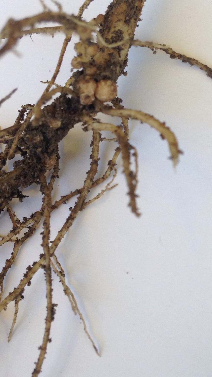 Nodules - Soybean Nodules at V2