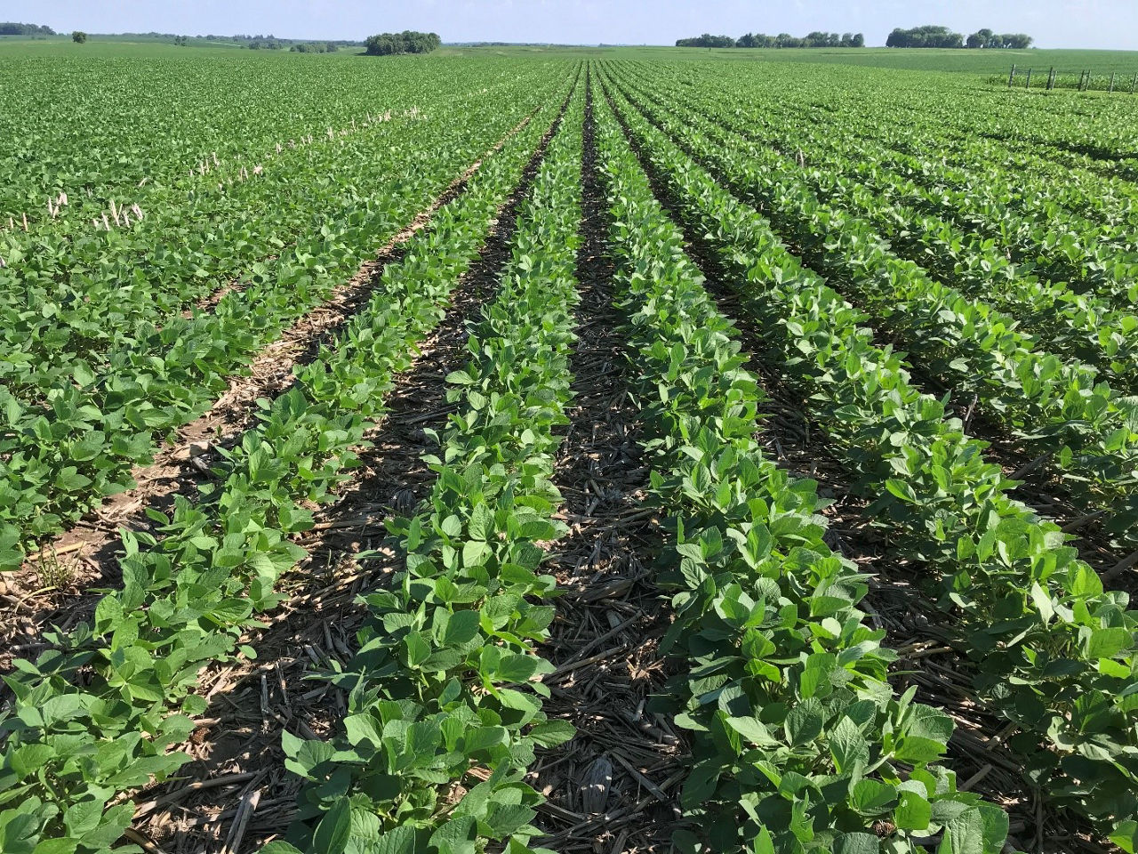 Soybean field