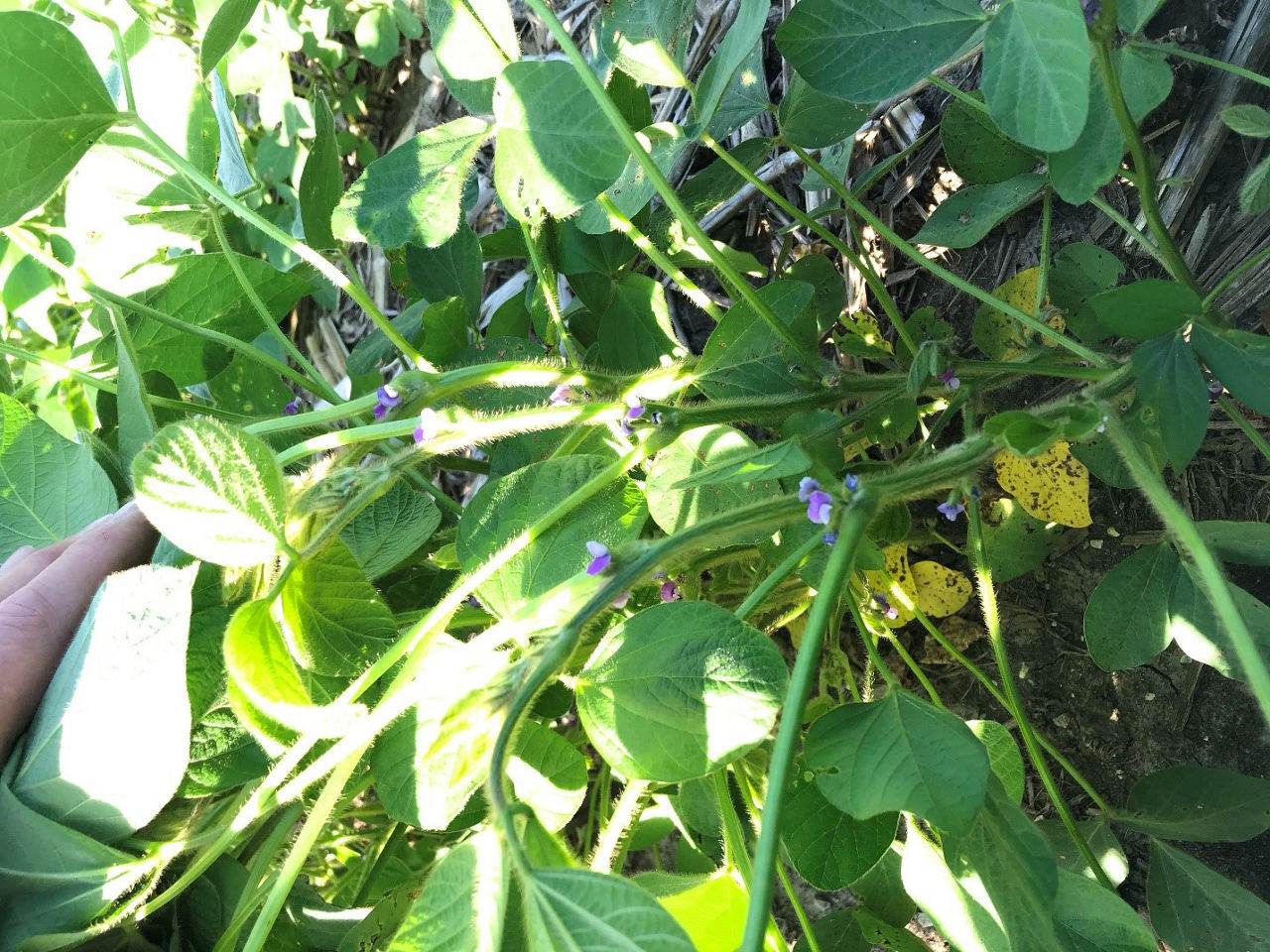 Soybean Flowers in S. MN - Channel