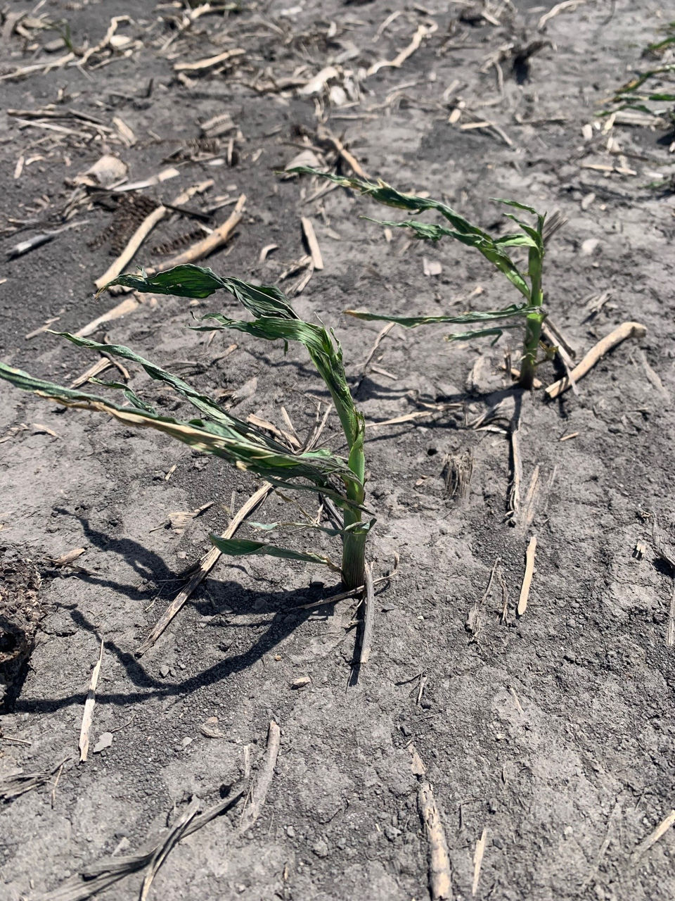 Early Corn Wind Damage