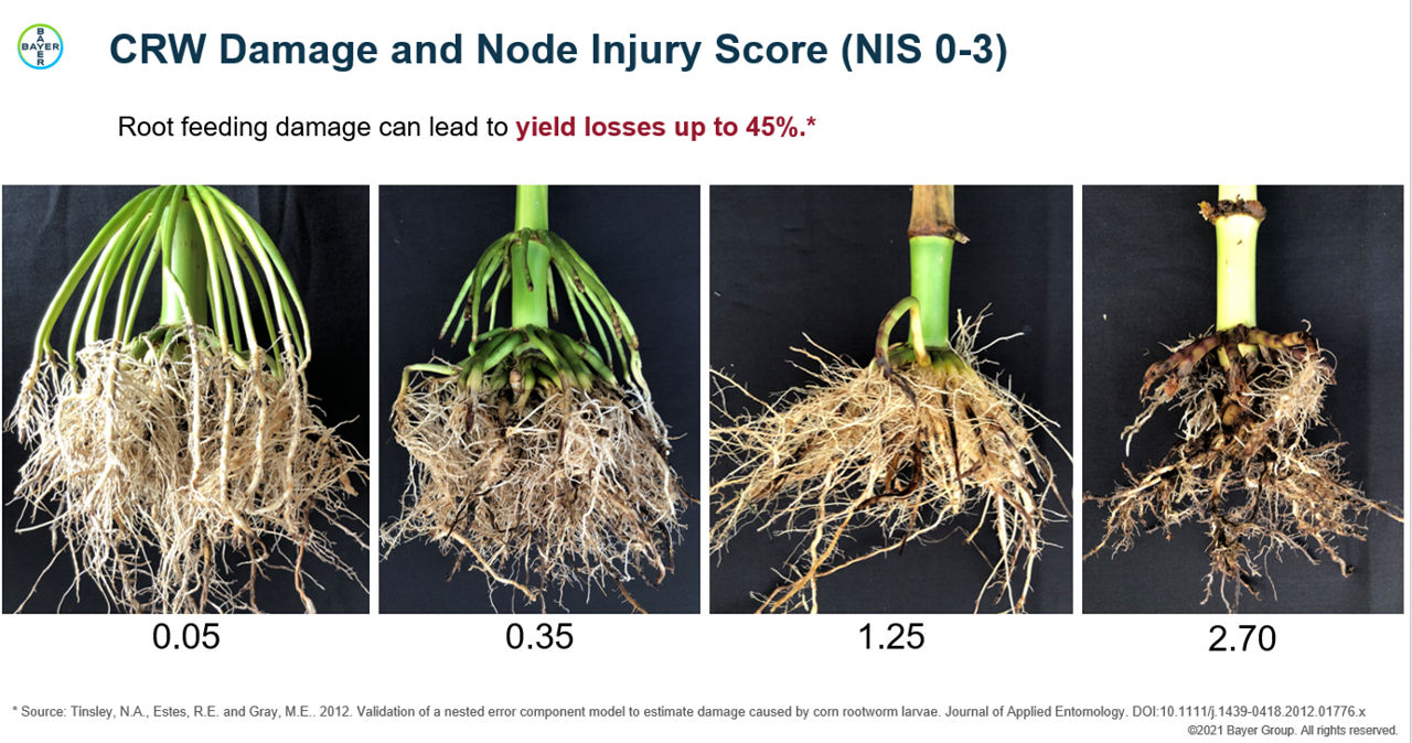 CRW Damage and Node Injury Score