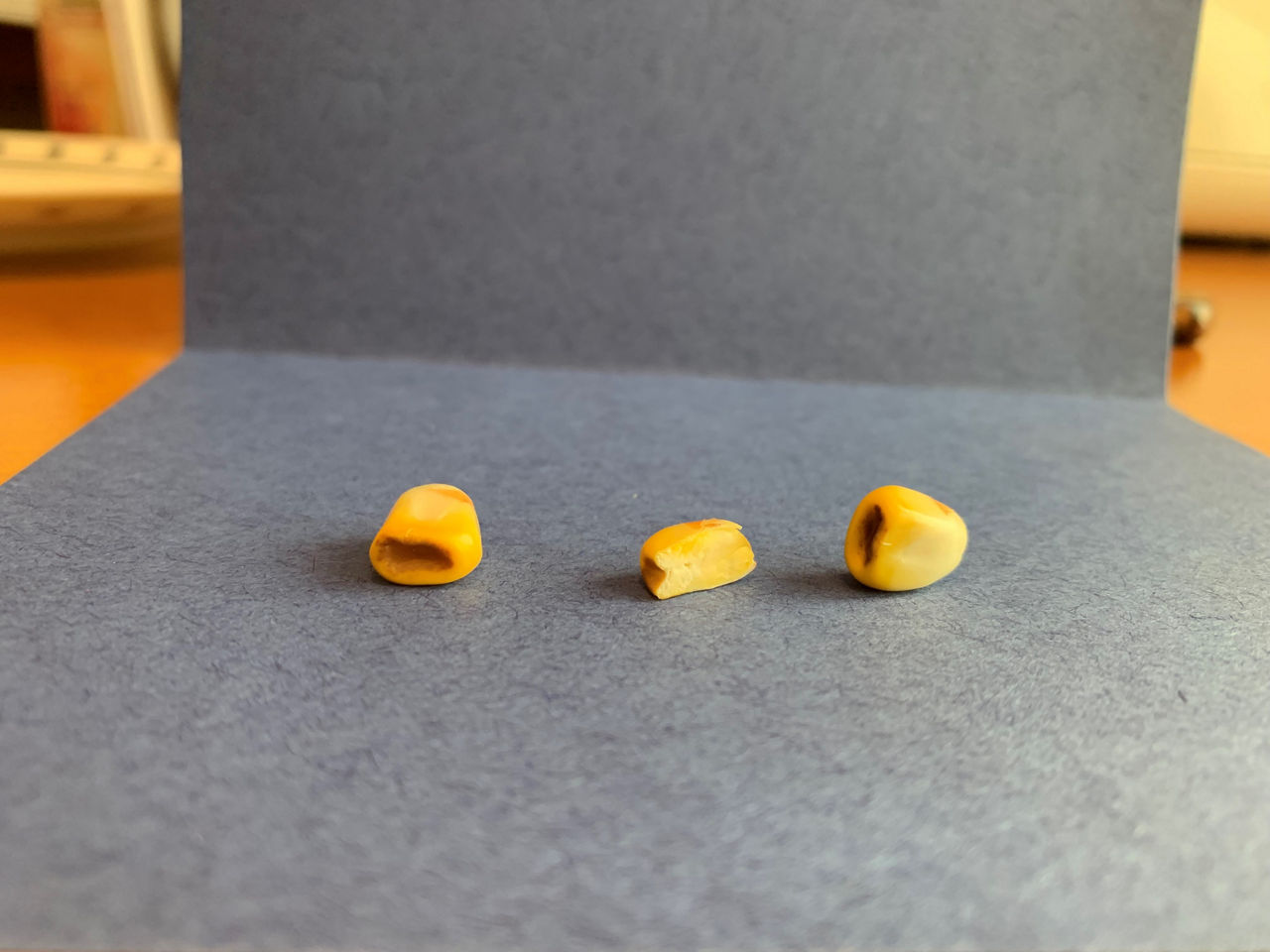 The coloration of these kernels does not extend into the endosperm or affect the embryo, and discounts are not expected at the elevator. 