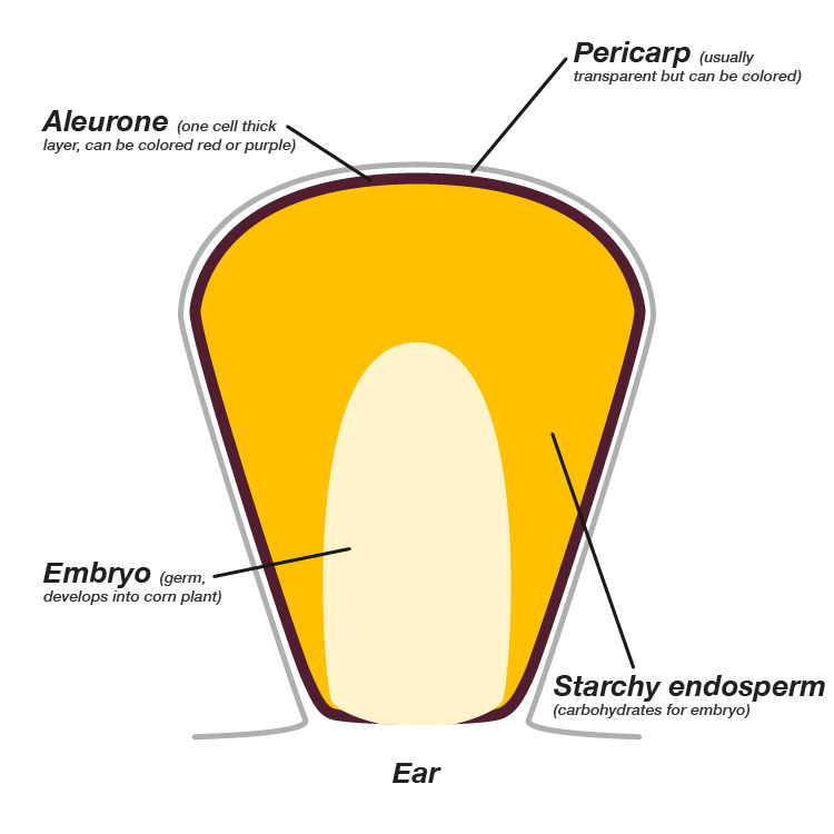 Short Husks & Exposed Ears (Purdue University)