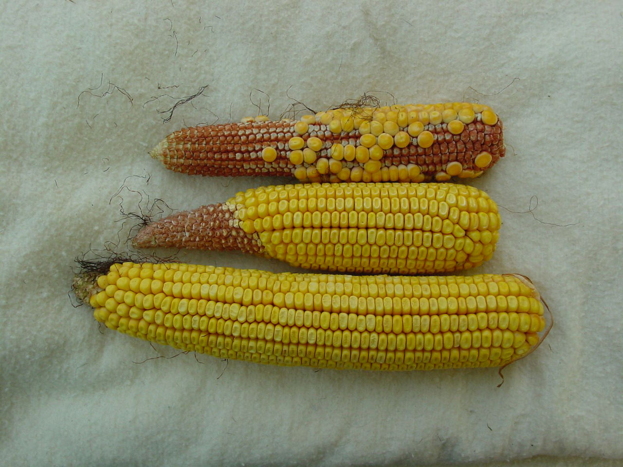  A variety of cobs could be gathered by combines in drought-stressed fields. Adjustments should favor keeping combines operating at a full load to support ear on ear shelling. 