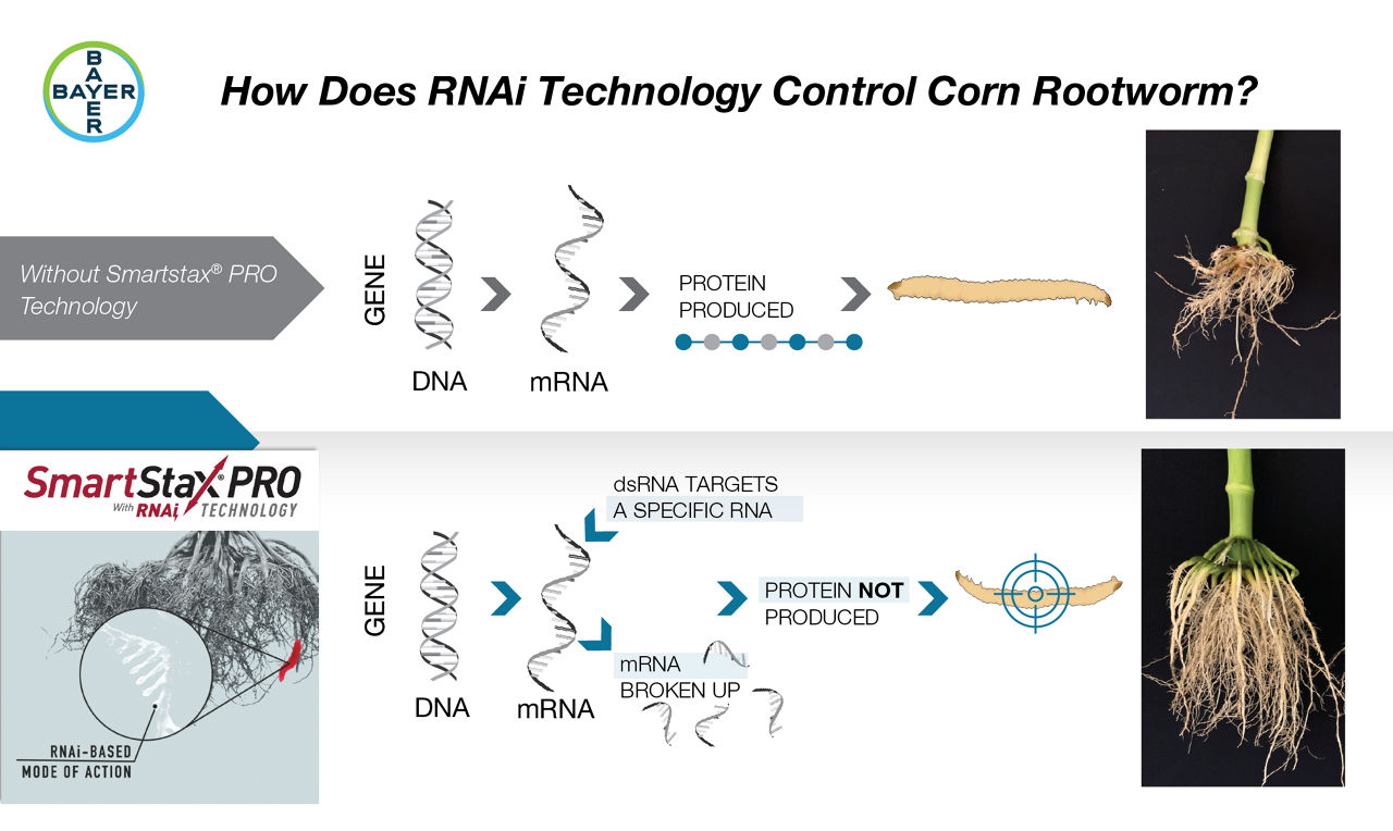 How Does RNAi Technology Control Corn Rootworm?