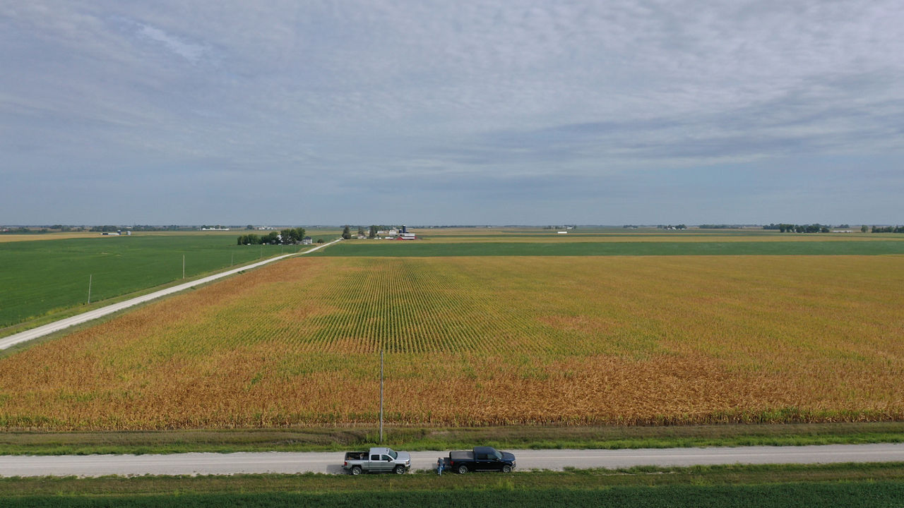 Figure 1. Note the stressed corn on the border with the road on the left and foreground. 