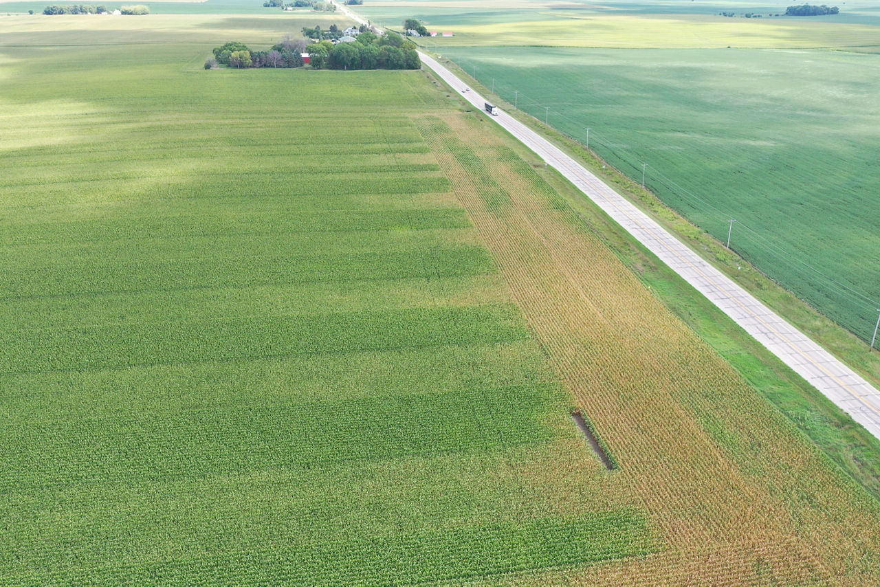 Figure 2. Stressed corn along the field border with road. 