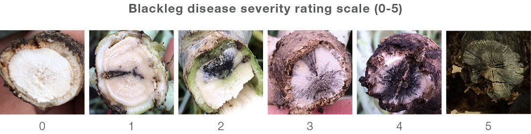 Blackleg disease severity rating scale where 0 is no infection and 5 is total plant death due to infection. 