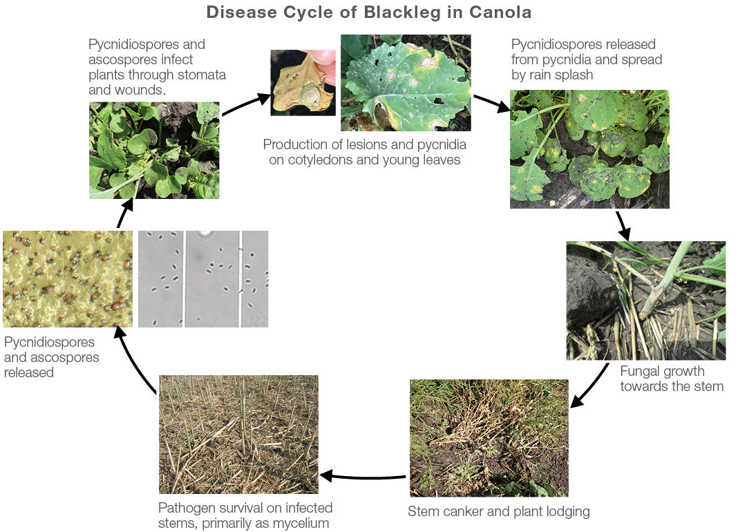 Disease cycle of blackleg (L. maculans) on canola. 
