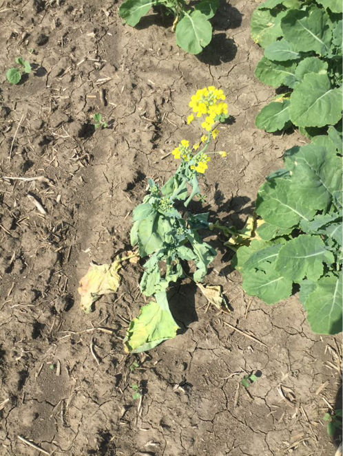 Stagnation and early maturity of root infected canola plant. 