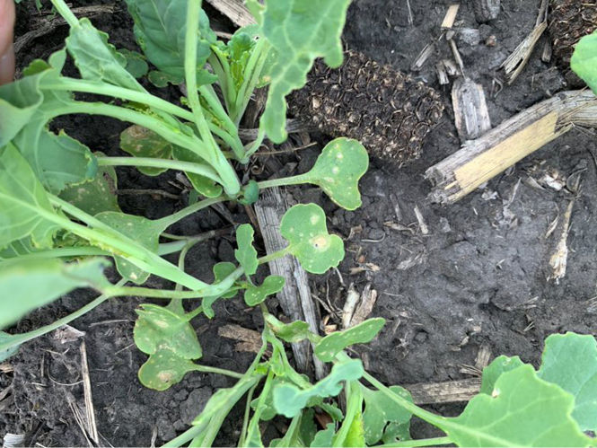   Figure 5. Blackleg lesions on cotyledons. 