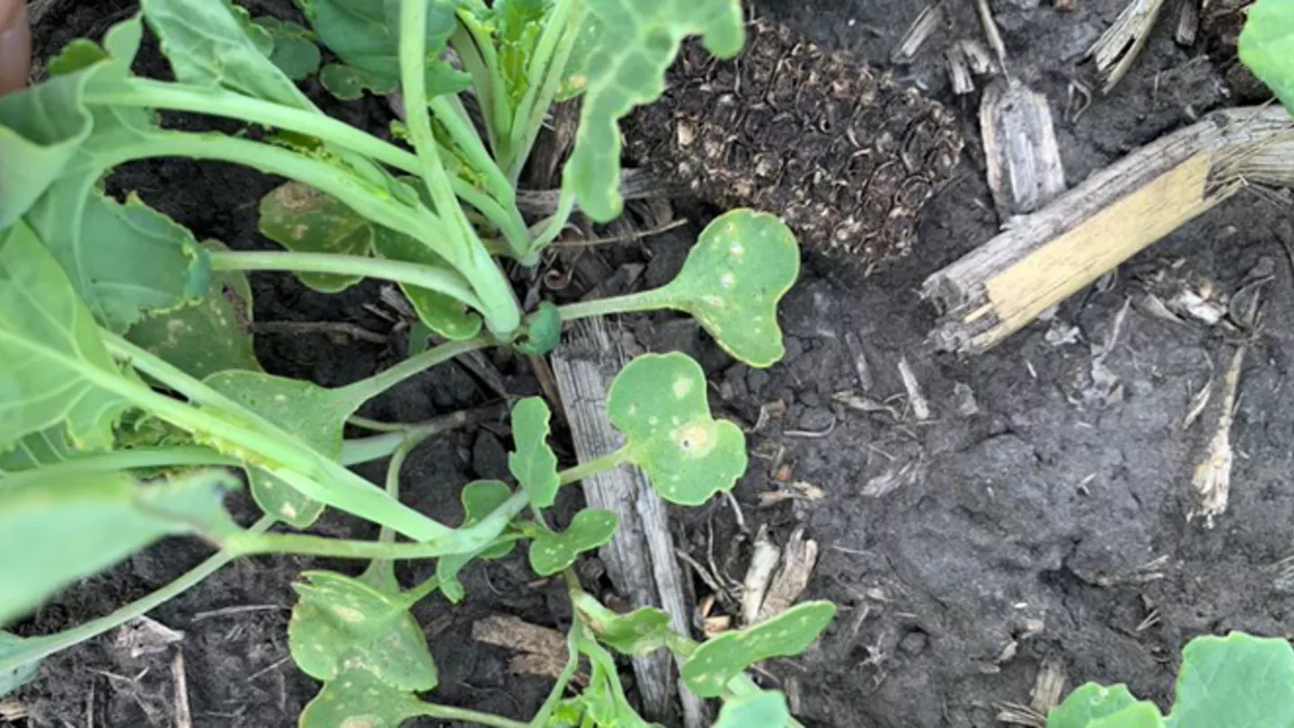 Early Season Pests in Canola