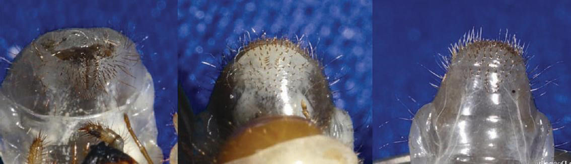 Setae arrangement on tail of June-May beetle (true white grub) (left), Japanese beetle larva (middle), and masked chafer larva (annual white grub) (right). 