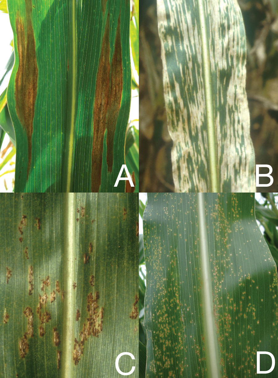 Corn Leaf Disease Collage