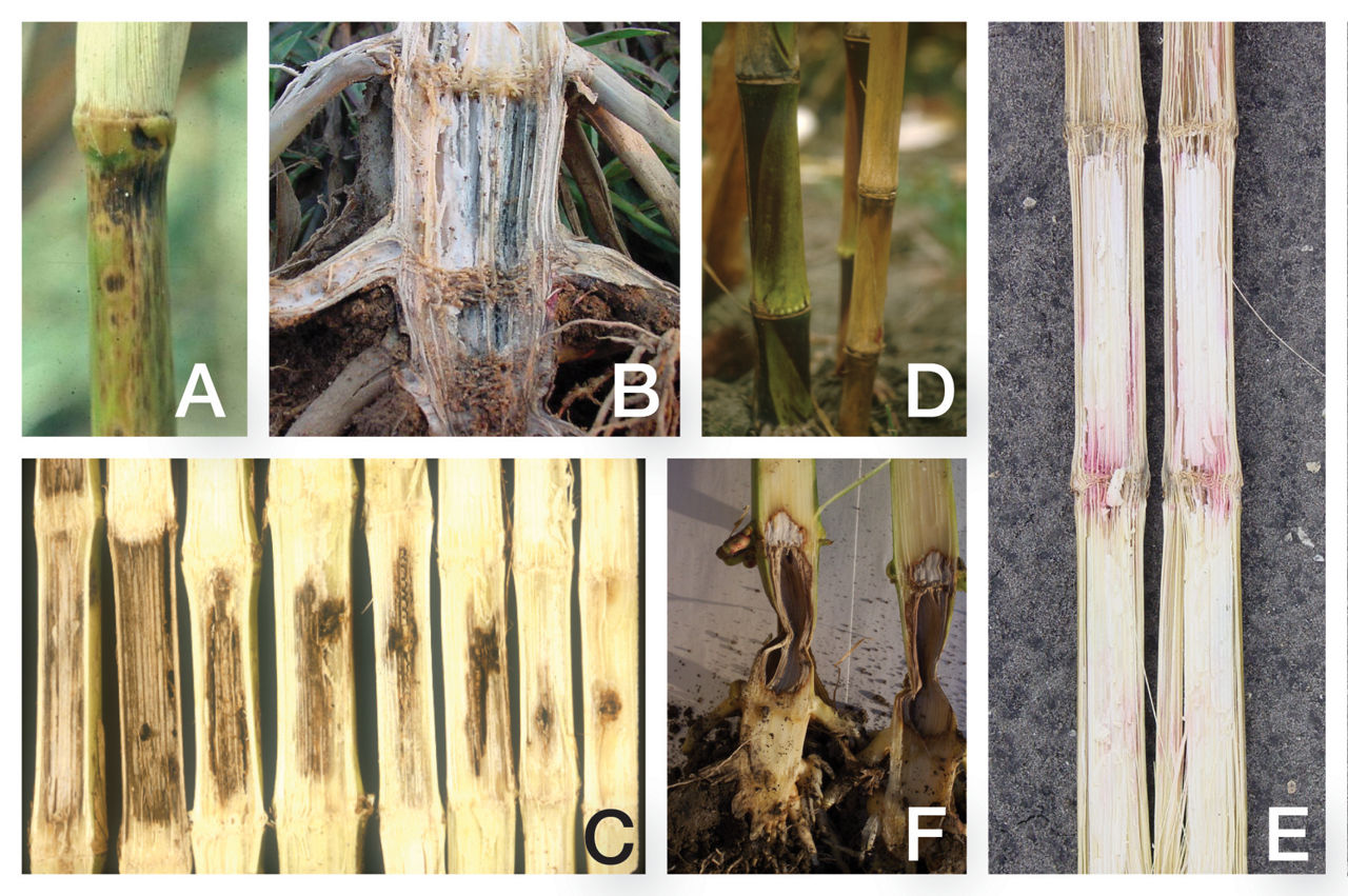 Corn Stalk Disease Collage