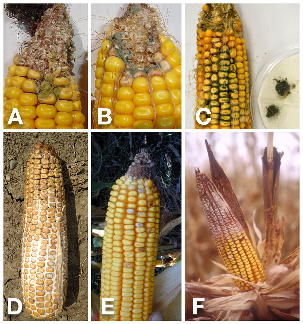 Corn Ear and Kernal Disease Collage