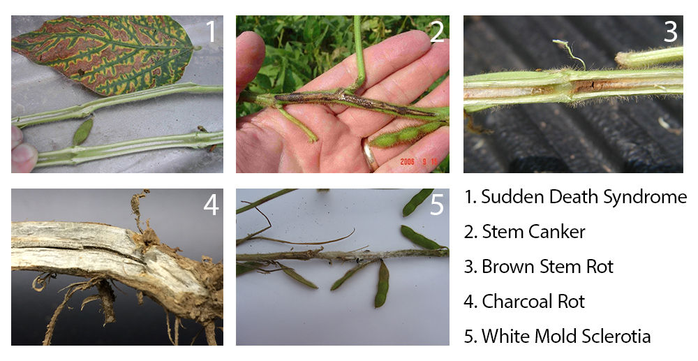  Late-season soybean disease symptoms including sudden death syndrome, stem canker, brown stem rot, charcoal rot, and white mold sclerotia.
