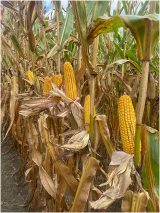 Ears of corn fully-filled indicate a successful match between nutrients required for production and availability. 