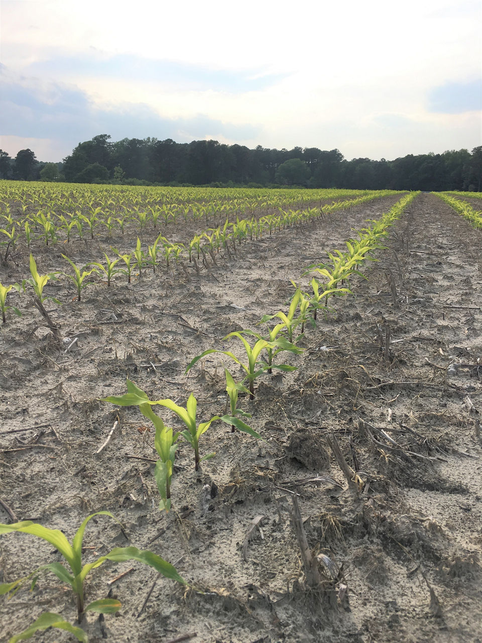 Early season sulfur deficiency symptoms in corn