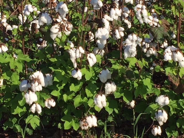 Image - Regrowth on defoliated cotton. 