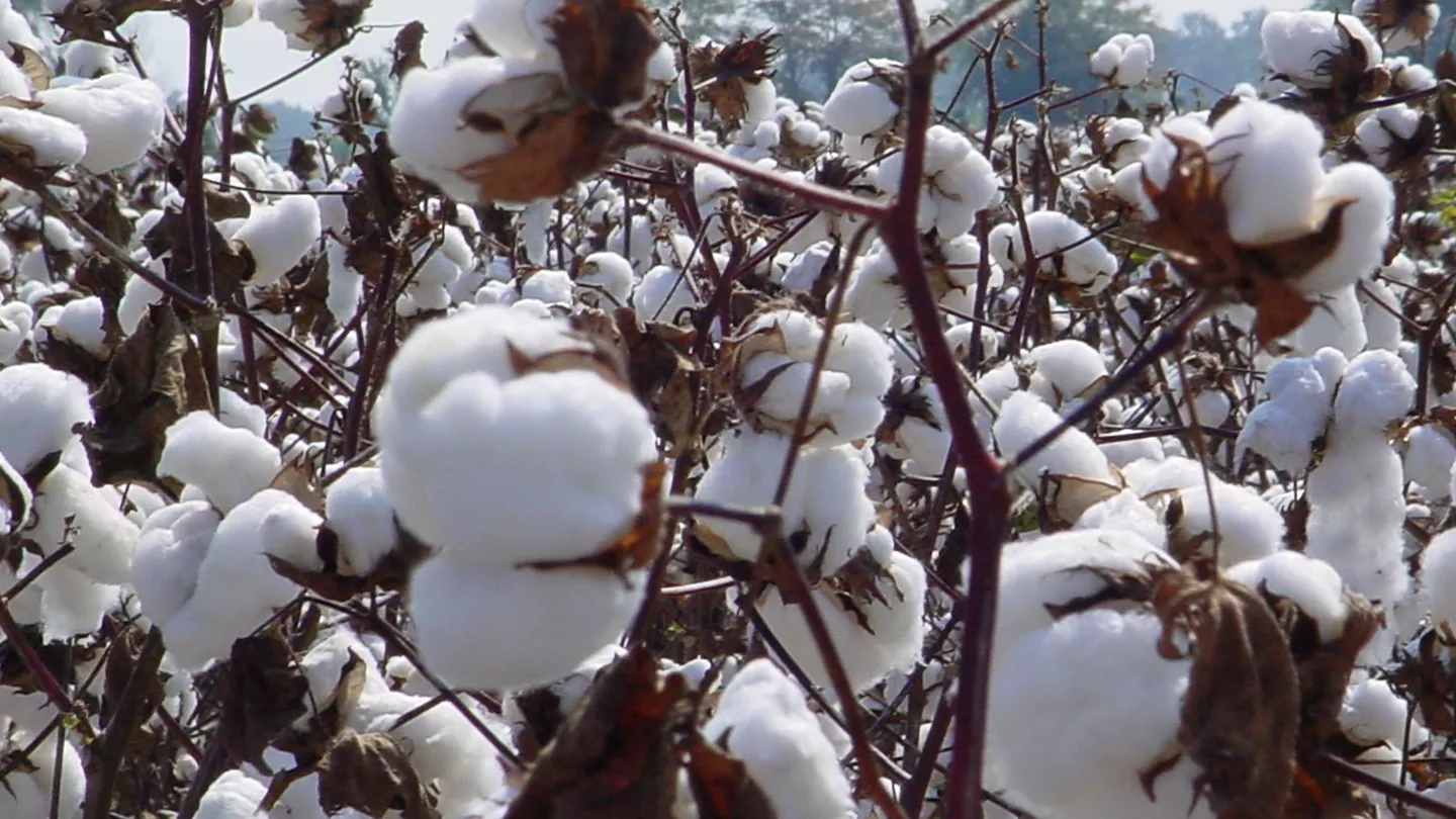 Cotton Growth Management