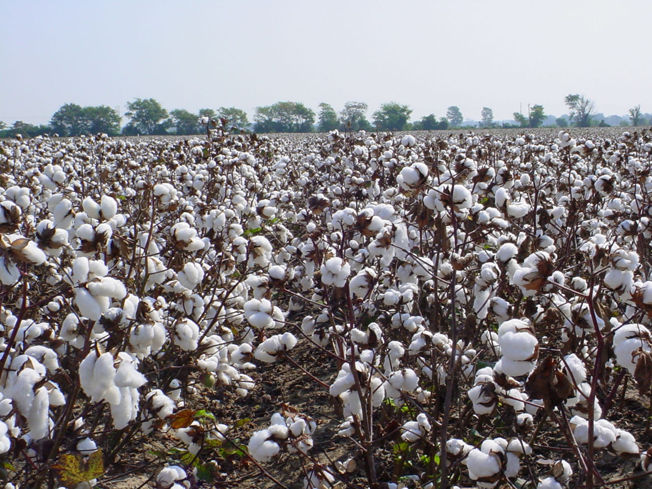 Cotton fiber is evaluated for several quality standards including micronaire. 