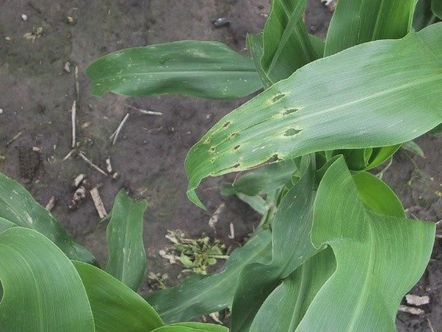 Corn Billbug image