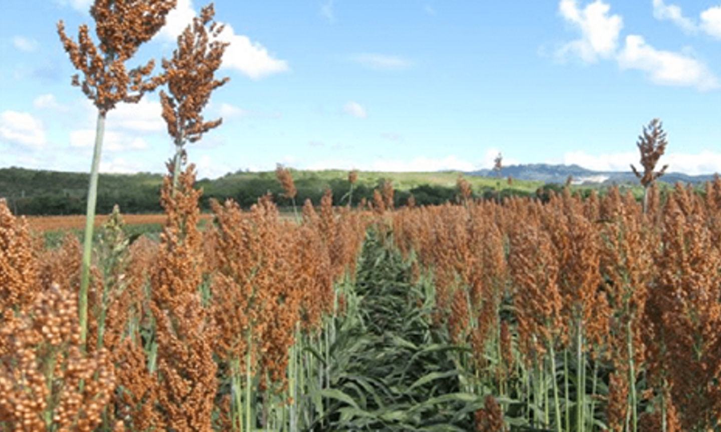 Height Mutations In Commercial Grain Sorghum