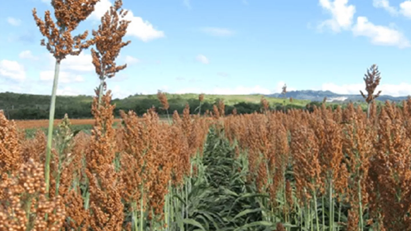 Height Mutations In Commercial Grain Sorghum