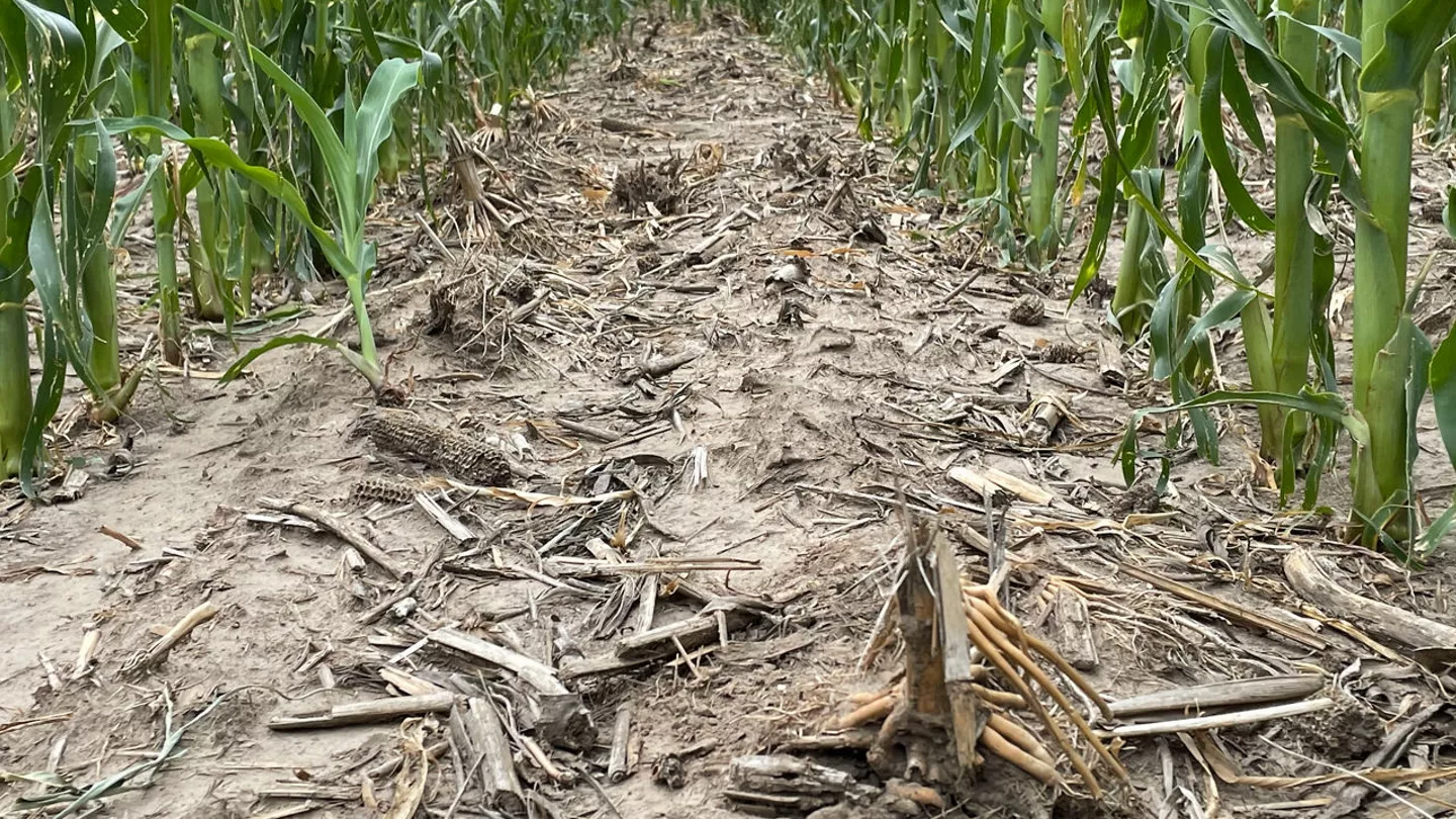 Key Benefits of Trivolt™ Herbicide (Restricted Use Pesticide)