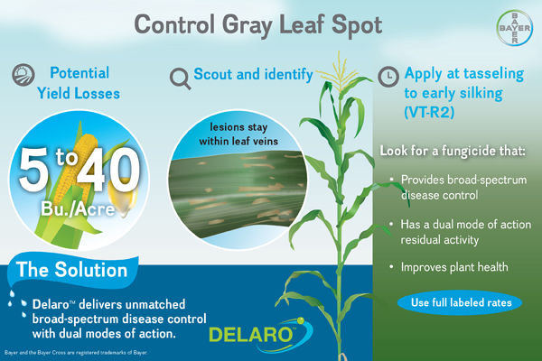 Gray leaf spot control with Delaro®1