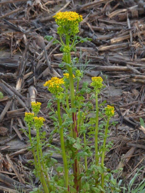 Cressleaf groundsel