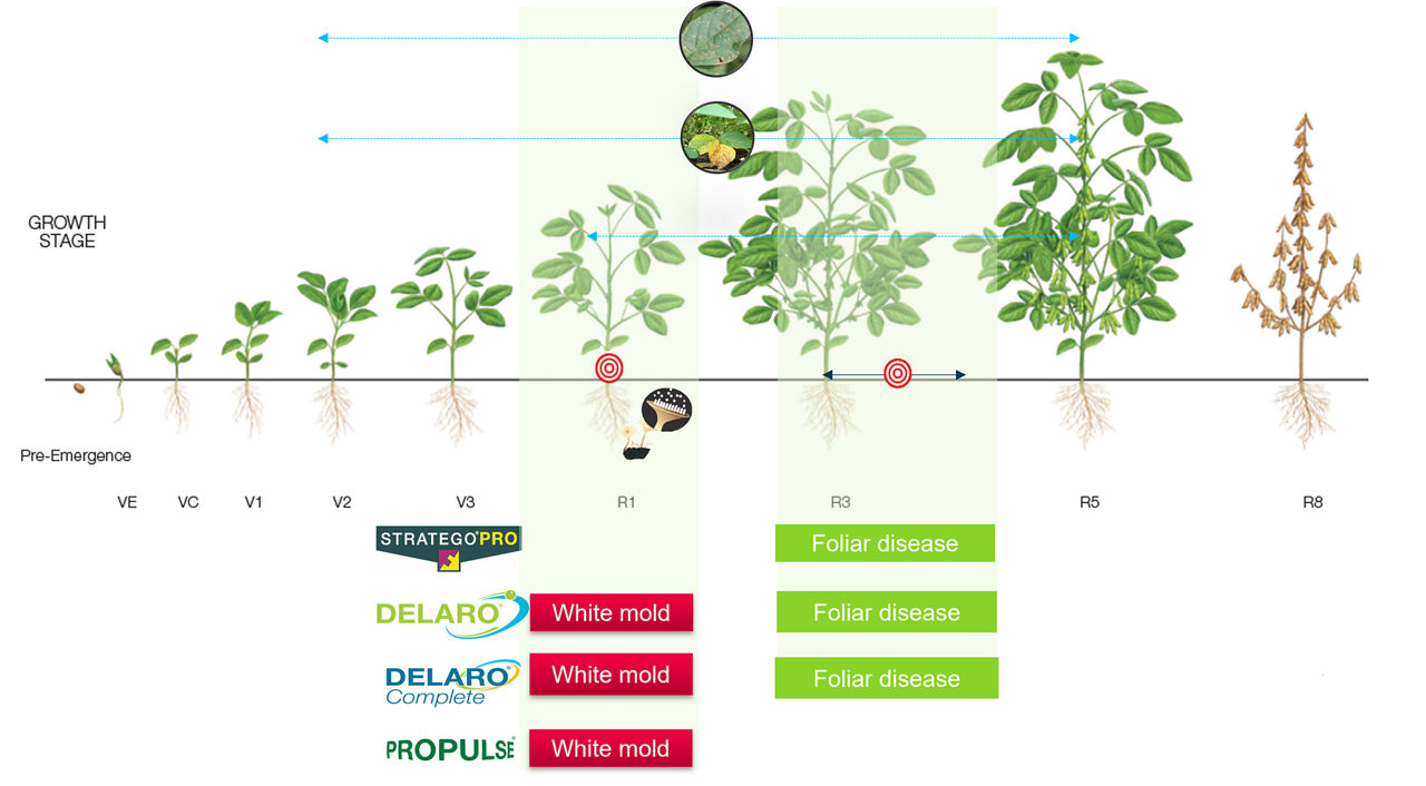 Soybean Bayer Fungicide Application Timing