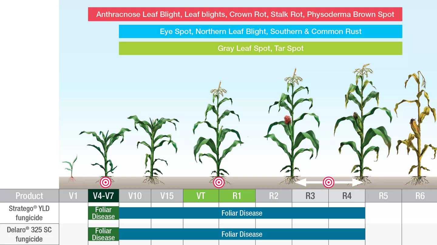Fungicide Application Coverage in Managing Disease