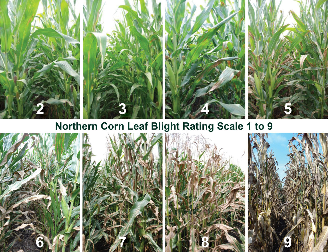 Example of foliar disease rating scale showing severity of northern corn leaf blight with 1 denoting few lesions on lower leaves; 3 light infection with lesions on lower leaves; 5 moderate infection lesions on lower and middle leaves; 7 lesions on lower leaves extending to upper leaves; and 9 very heavy infection lesions on all leaves and plant may be prematurely killed. 