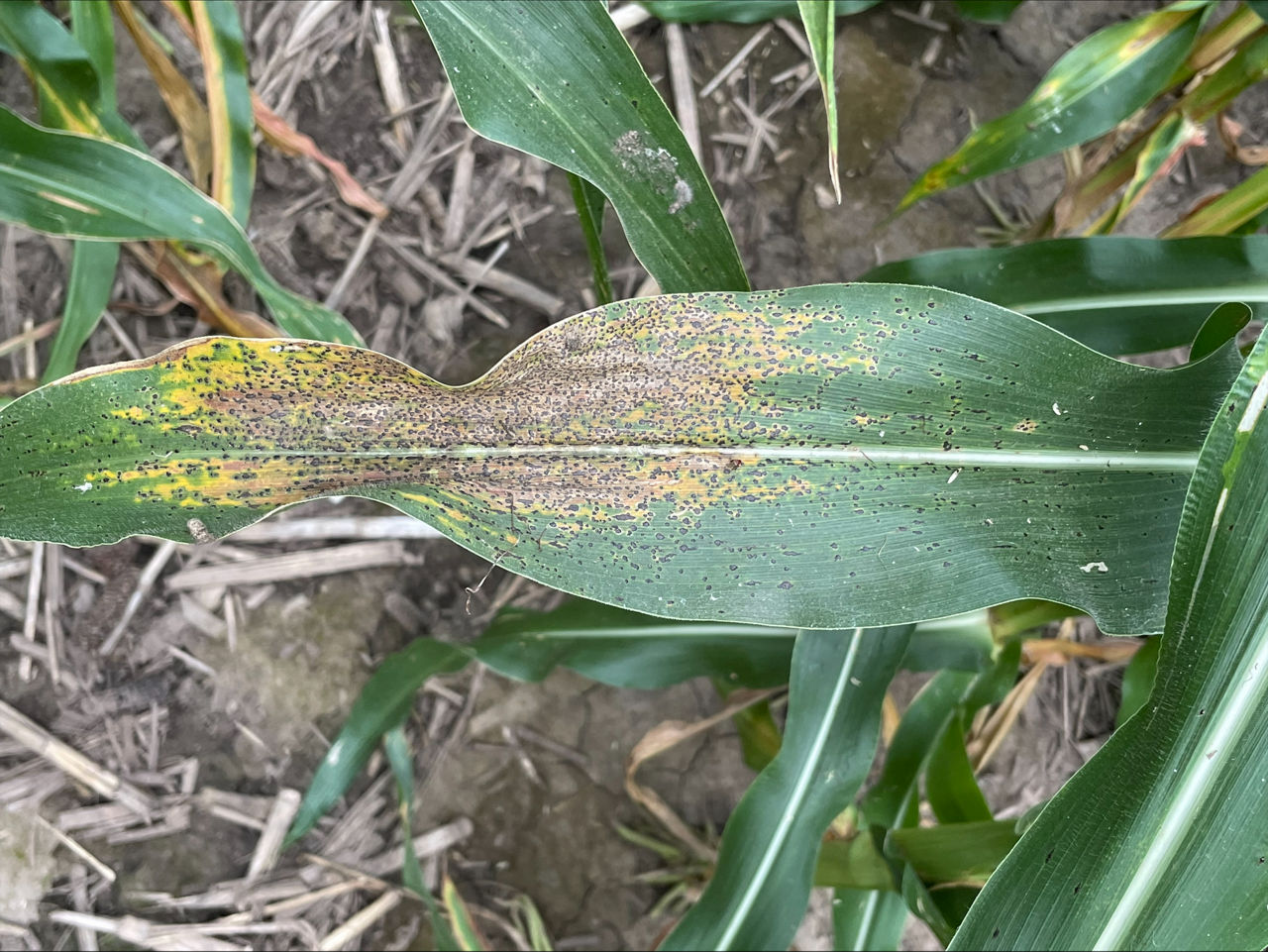 Tar spot lesions on green corn tissue. 