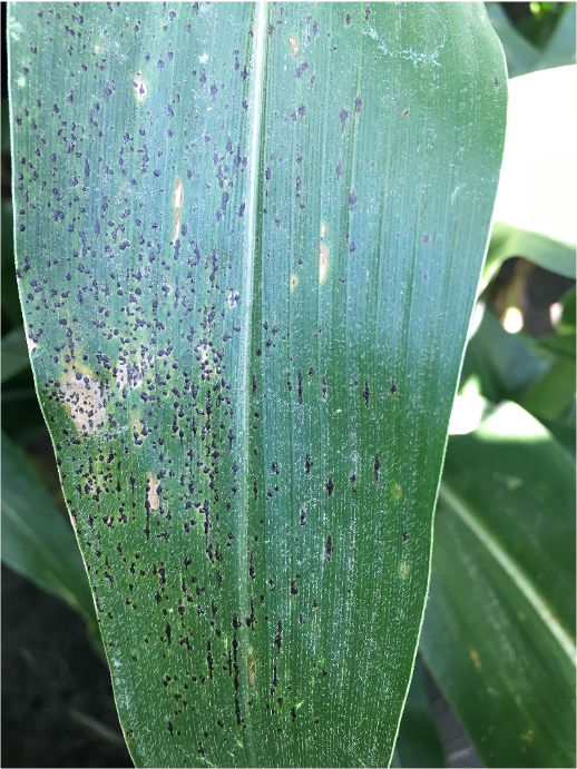 Channel Corn Tar Spot