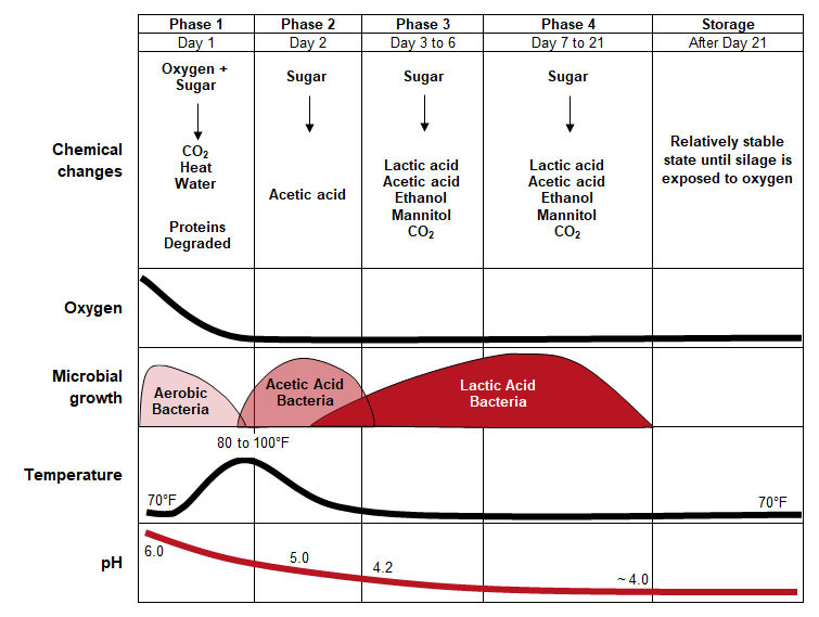 Phases of normal fermentation.1 