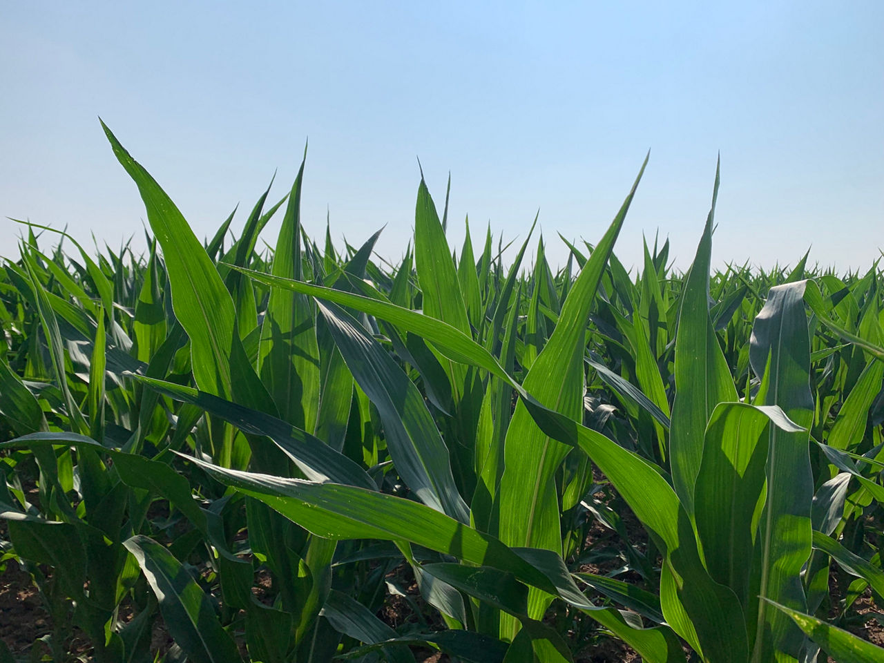 Corn Field