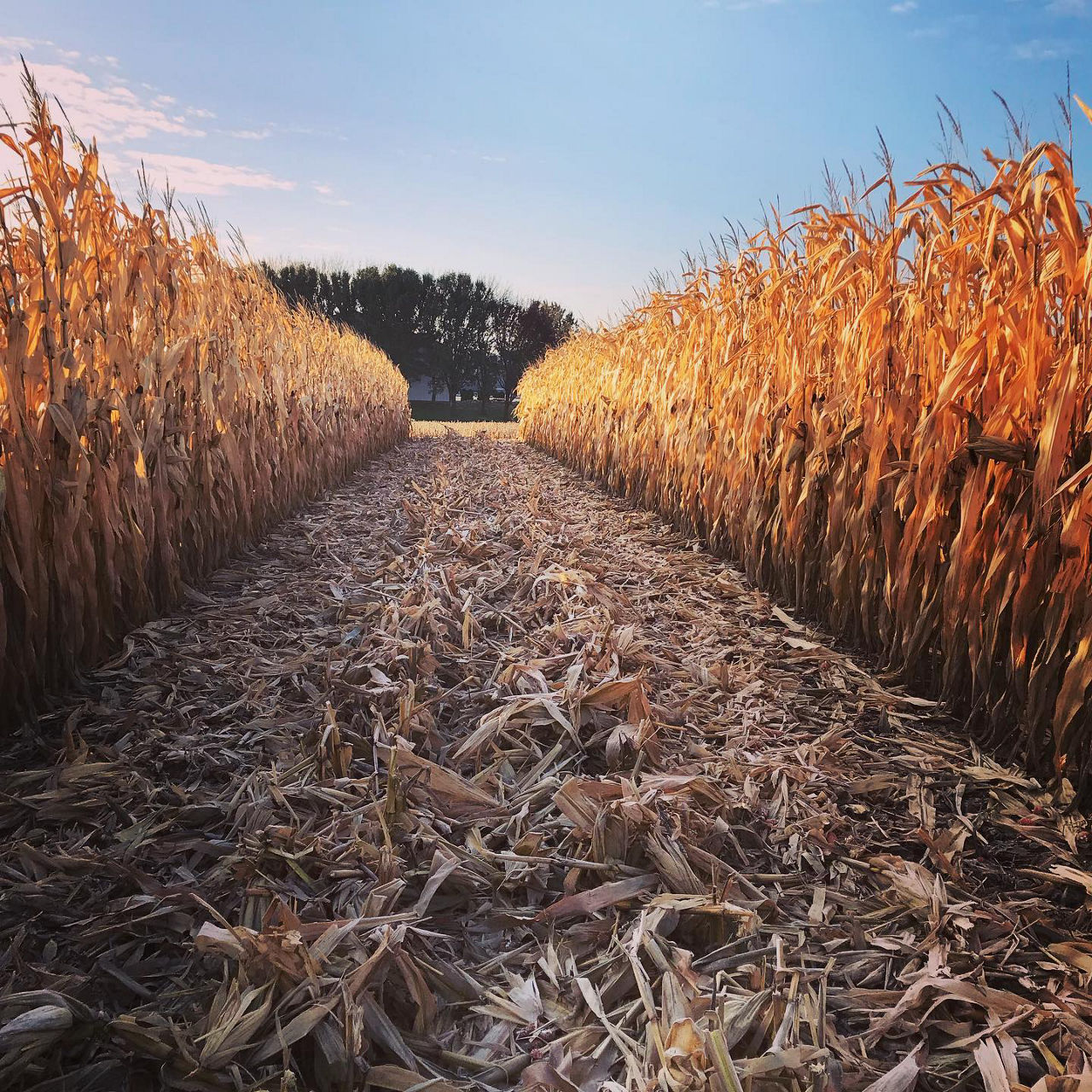 Corn field mid harvest